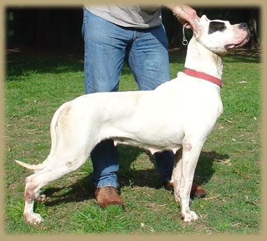 Argentine Dogo Jauja de Argentum