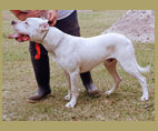 Ka dogo argentino