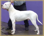 Dogo Argentino Killay del Gualilán