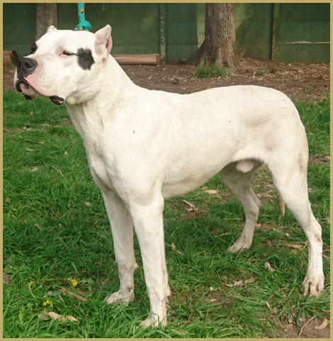 Moro de Argentum Dogo Argentino