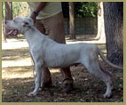 dogo argentino