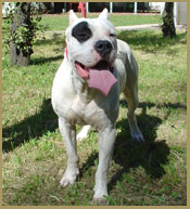 Dogo Argentino Oso de Argentum