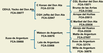 pedigree argentine dogo