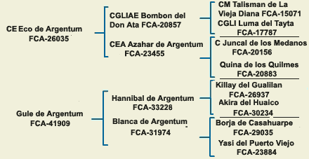 pedigree dogo argentino