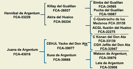 pedigree dogo argentino