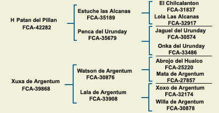 pedigree argentine dogo