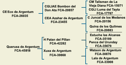 pedigree dogo argentino