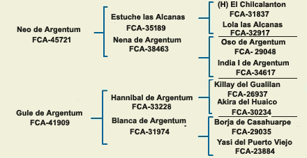 pedigree dogo argentino
