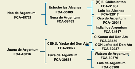 pedigree argentine dogo