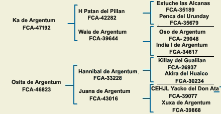 pedigree argentine dogo