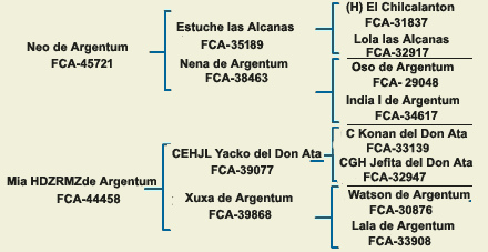 pedigree argentine dogo