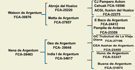 pedigree dogo argentino