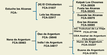 pedigree argentine dogo