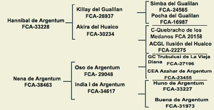 pedigree dogo argentino