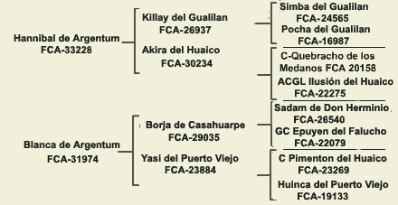 pedigree dogo argentino