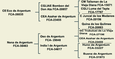 pedigree dogo argentino