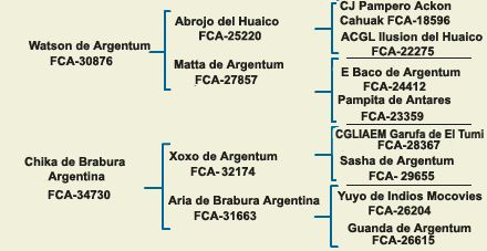 pedigree dogo argentino