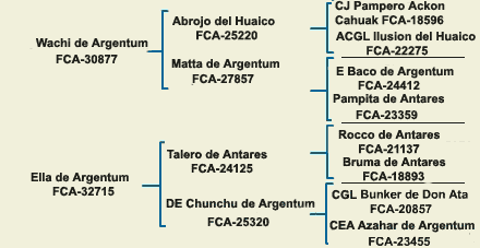 pedigree dogo argentino