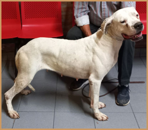 argentine dogue