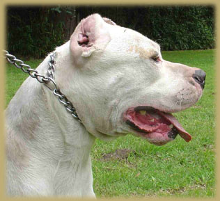 Argentine Dogo Talero de Antares