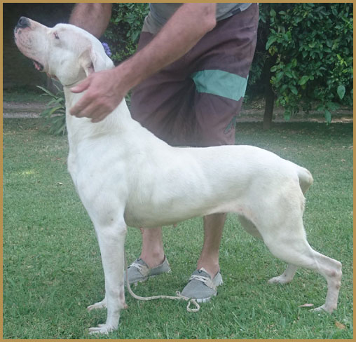 Argentine Dogue