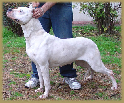 Dogo Argentino Willa de Argentum