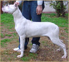 dogo argentino Xoxo de Argentum