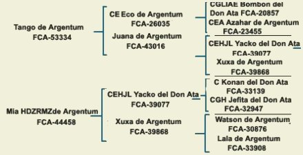 pedigree dogo argentino